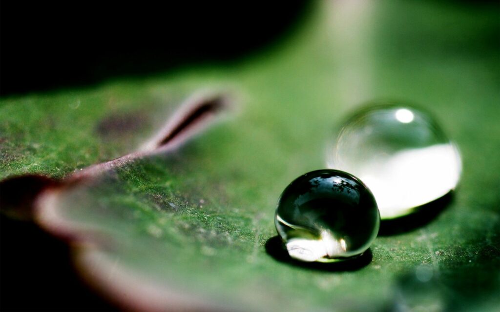 Close-Up Water Droplets on Green Leaf - Natural Texture Wallpaper