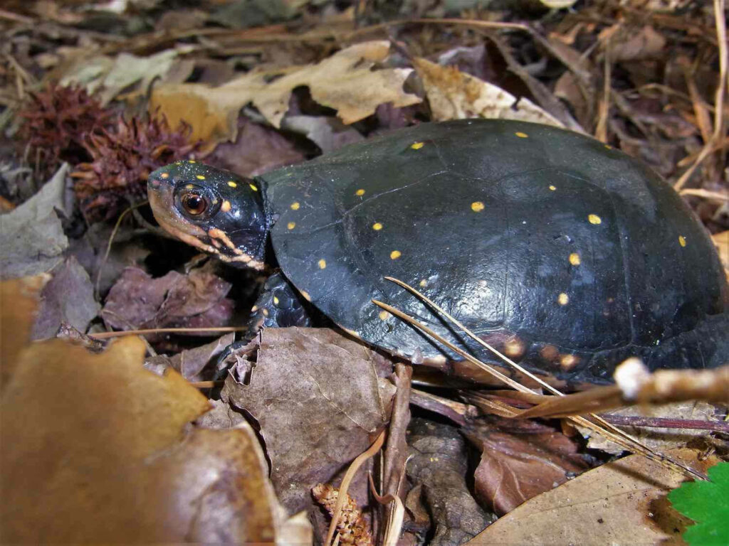 Close-Up Water Spotted Turtle: Nature Photography Wallpaper