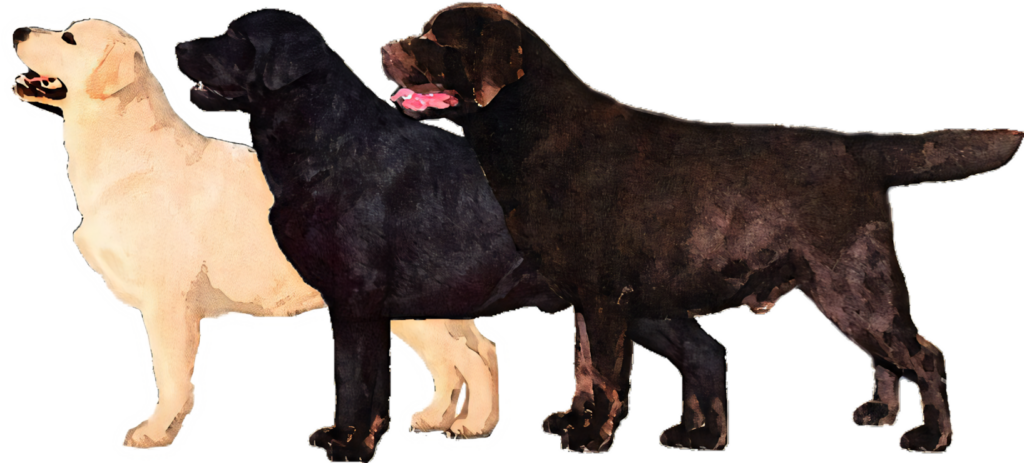 Labrador Retriever Wallpaper: Yellow, Black & Chocolate Watercolor Art