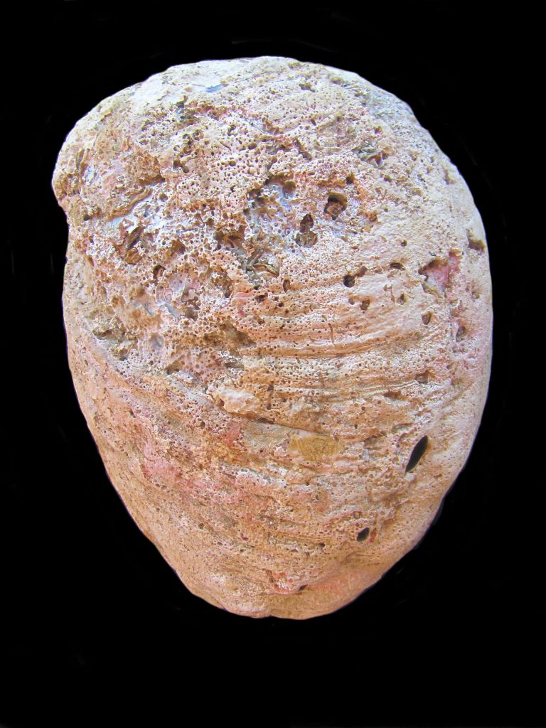 Macro shot of weathered pink and tan Haliotis abalone shell with porous texture on black background Wallpaper