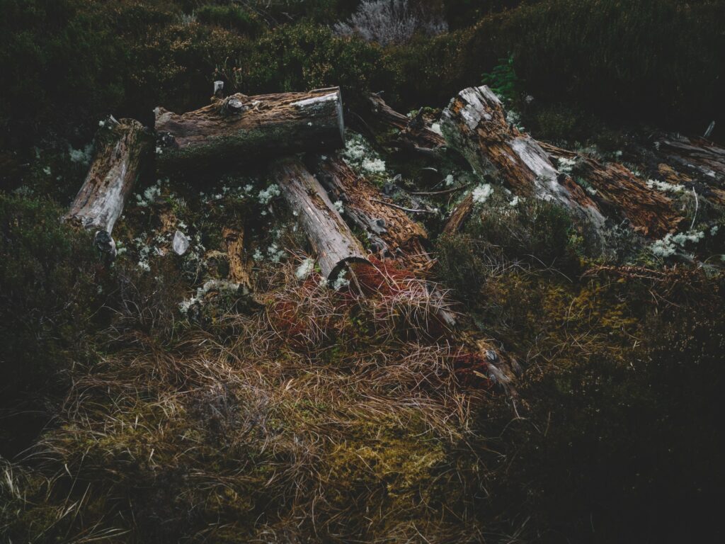 Weathered logs on forest floor with wild grass and green moss natural woodland texture background Wallpaper