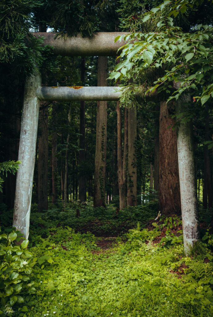Weathered torii gate in lush forest with sunlight filtering through dense green foliage serene scene Wallpaper