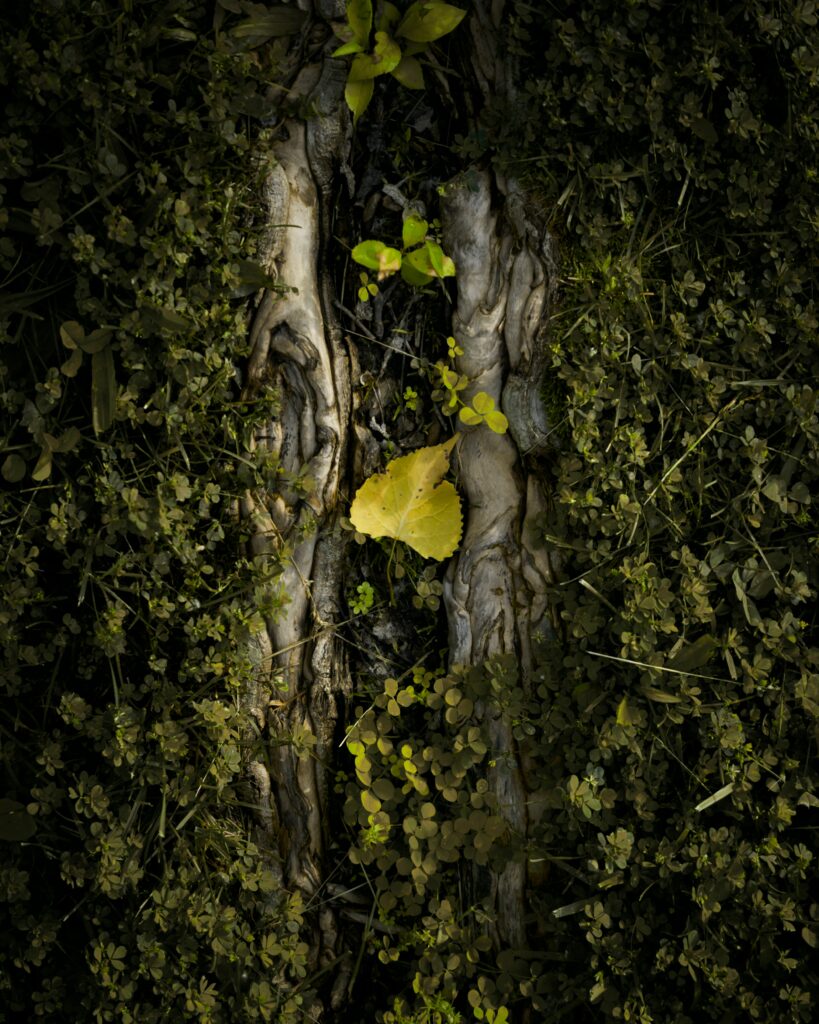 Close-up of weathered tree trunk with green and yellow leaves surrounded by lush grass wallpaper