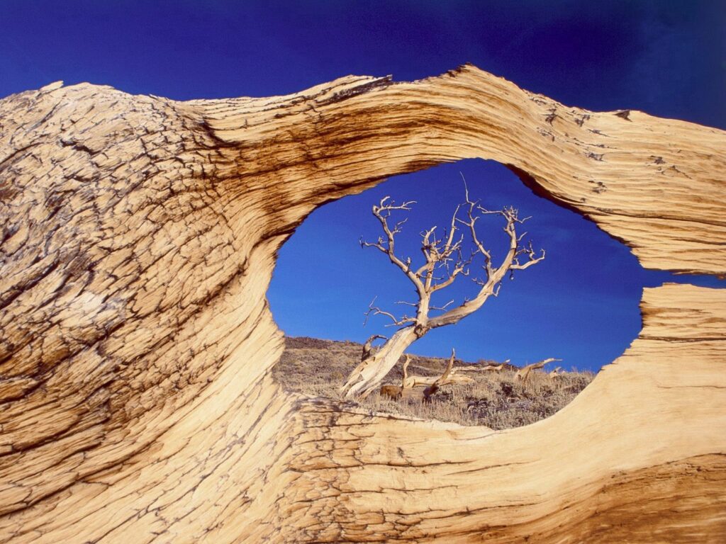 Weathered tree trunk with natural hole framing distant tree bark texture blue sky wallpaper