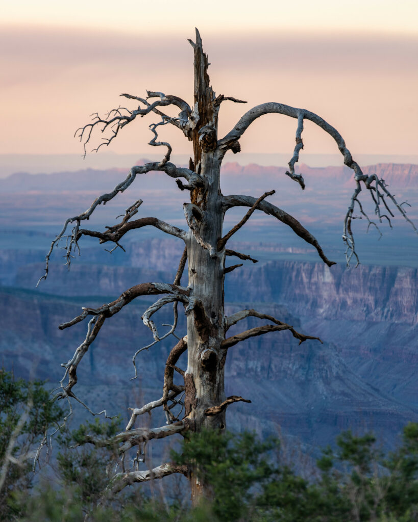Weathered leafless tree by vast canyon at sunset with pastel skies rugged natural beauty wallpaper