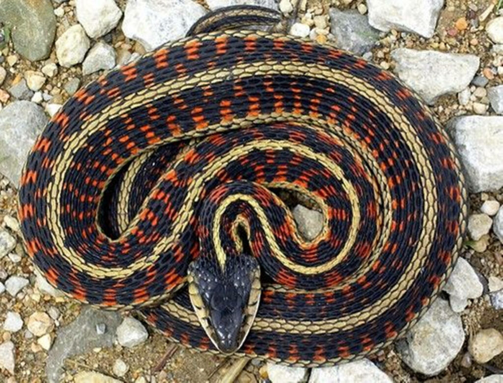 Stunning Western Terrestrial Garter Snake Wallpaper Background