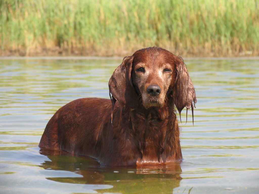 Happy Cocker Spaniel Splashing in River Among Lush Greenery Wallpaper
