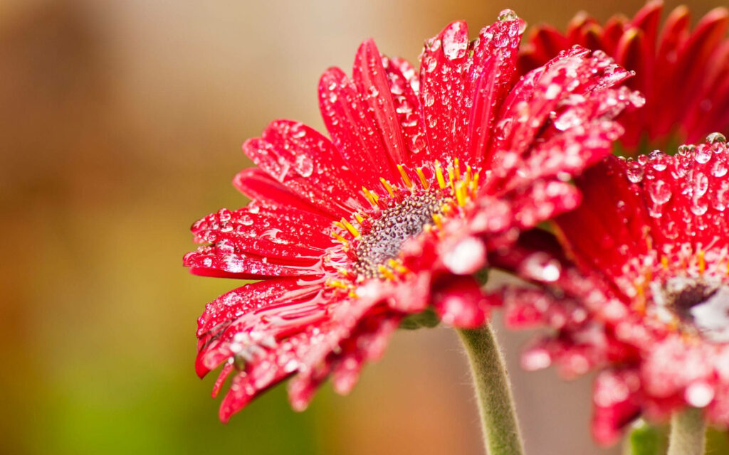 Close-up vibrant red Gerbera daisy with dewdrops on petals soft blurred garden background wallpaper
