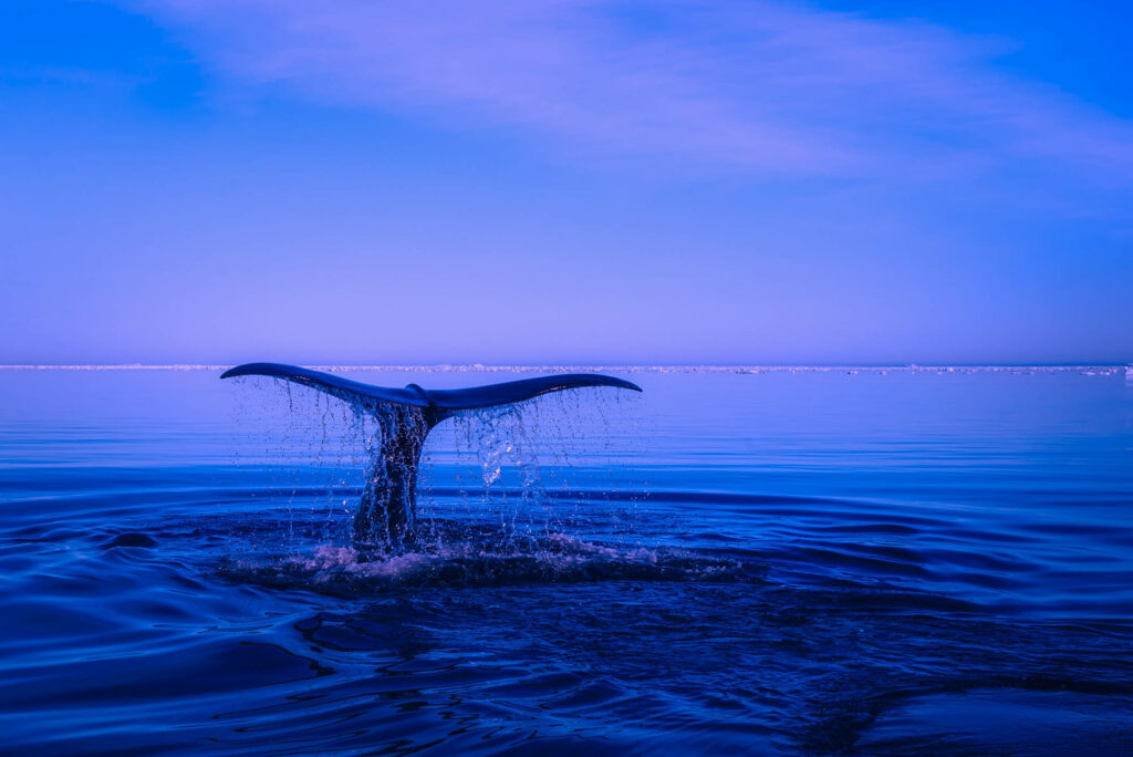 Marine Majesty: A Majestic Whale Tail Gracefully Emerging From Beneath Azure Waters Beneath a Sunny Sky Wallpaper