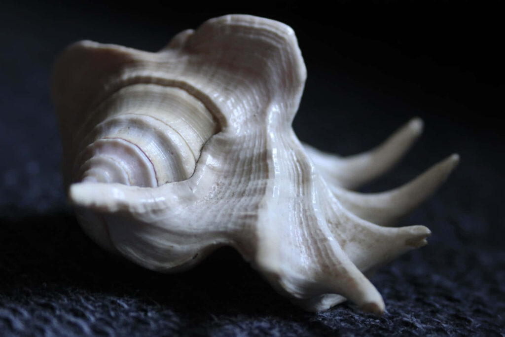 Macro close-up of natural whelk shell with textured spirals and creamy beige ridges on dark background Wallpaper