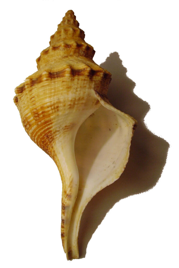 Side view of detailed whelk shell with spiral pattern and textured ridges on white background Wallpaper