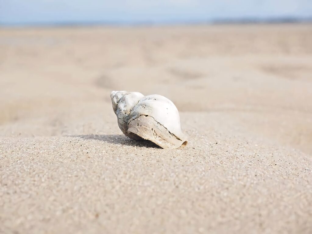 Close-up of a detailed whelk shell on sunlit sandy beach with soft blurred coastal background Wallpaper