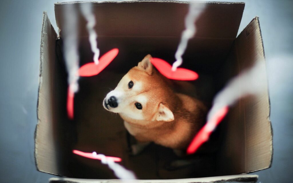 Charming Akita Inu in Cardboard Box with Heart Decorations Wallpaper