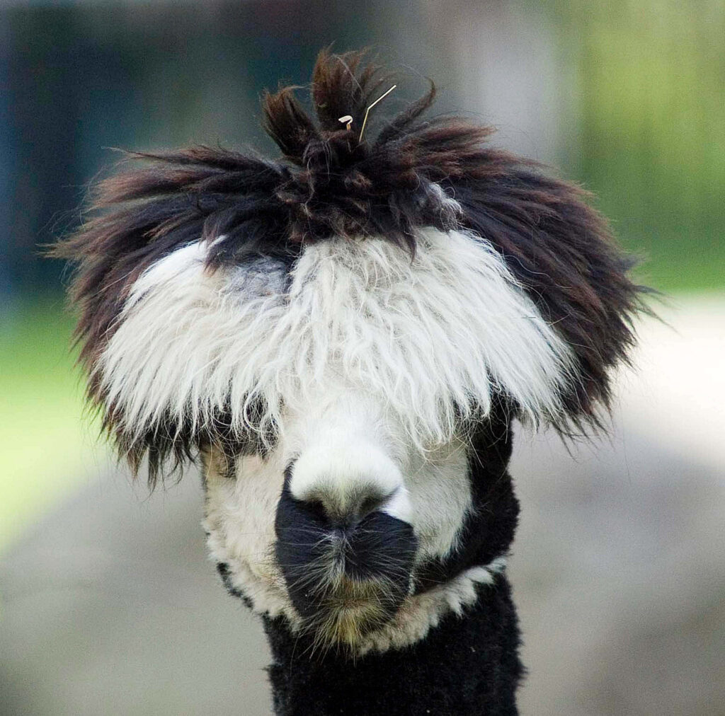 Whimsical Alpaca Wallpaper: Fluffy Charm for Your Screen Background
