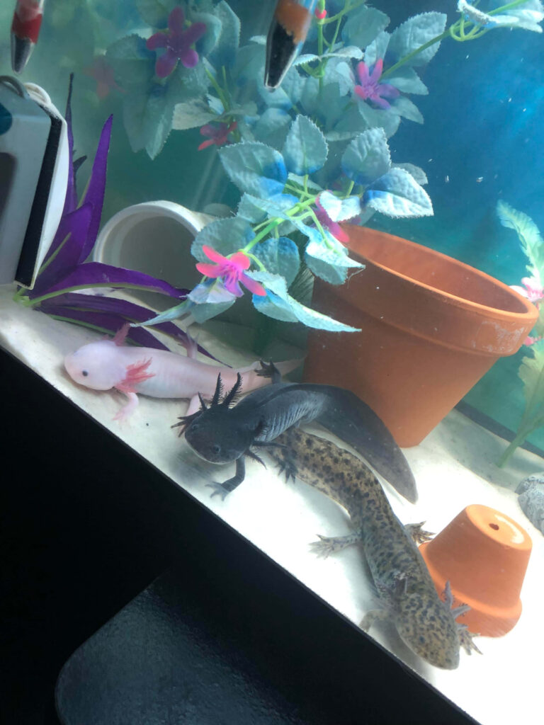 Whimsical Aquarium Scene: Colorful Axolotls Amid Vibrant Plants Wallpaper