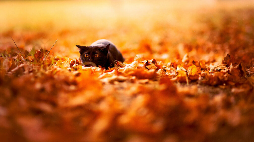 Playful Feline Camouflaged in Vibrant Autumn Canopy: Tilt-Shift Snapshot - Cozy Fall Desktop Image Wallpaper