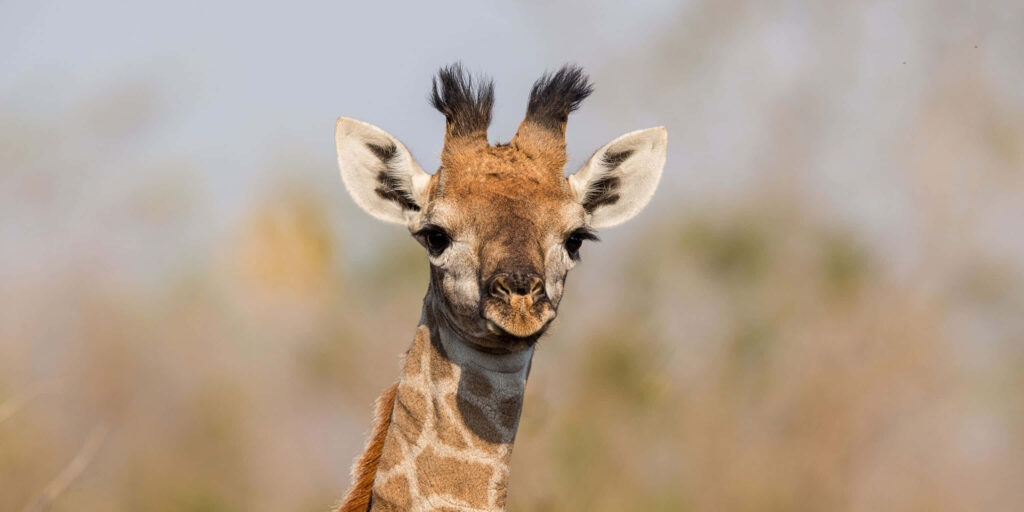 Whimsical Baby Giraffe Wallpaper with Soft Blurred Background