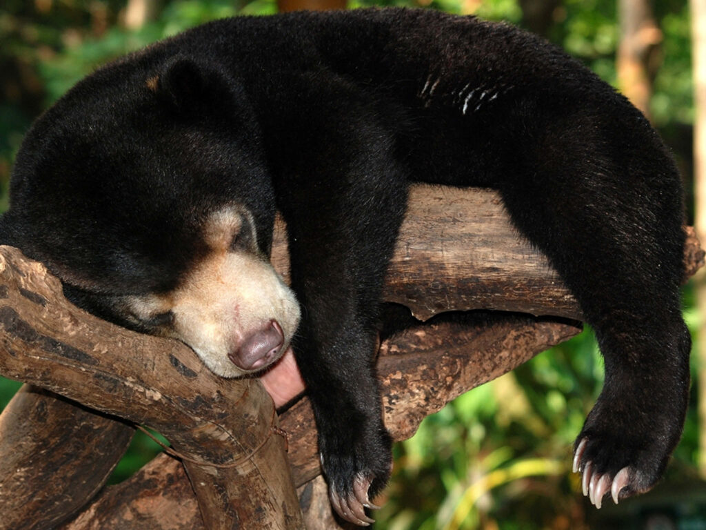 Whimsical Bear Wallpaper: Peaceful Tree Branch Scene in Lush Forest