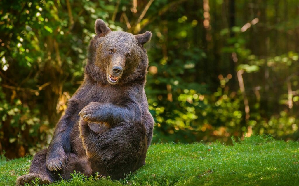 Whimsical Bear Relaxing in Lush Green Forest Wallpaper