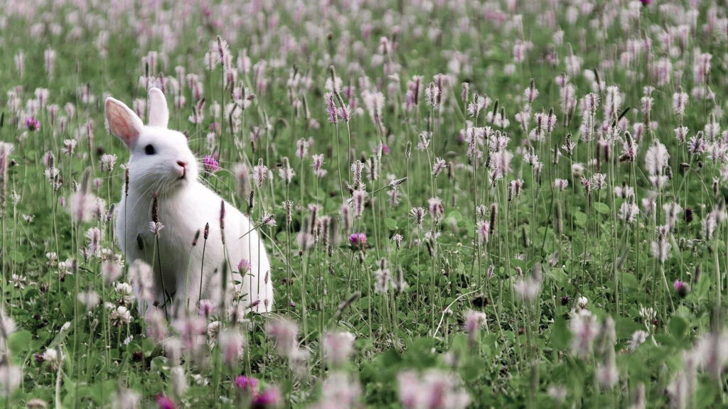 Whimsical White Rabbit Gazing in a Bountiful Meadow of Blooms: Charming Wildlife Wall Art Wallpaper