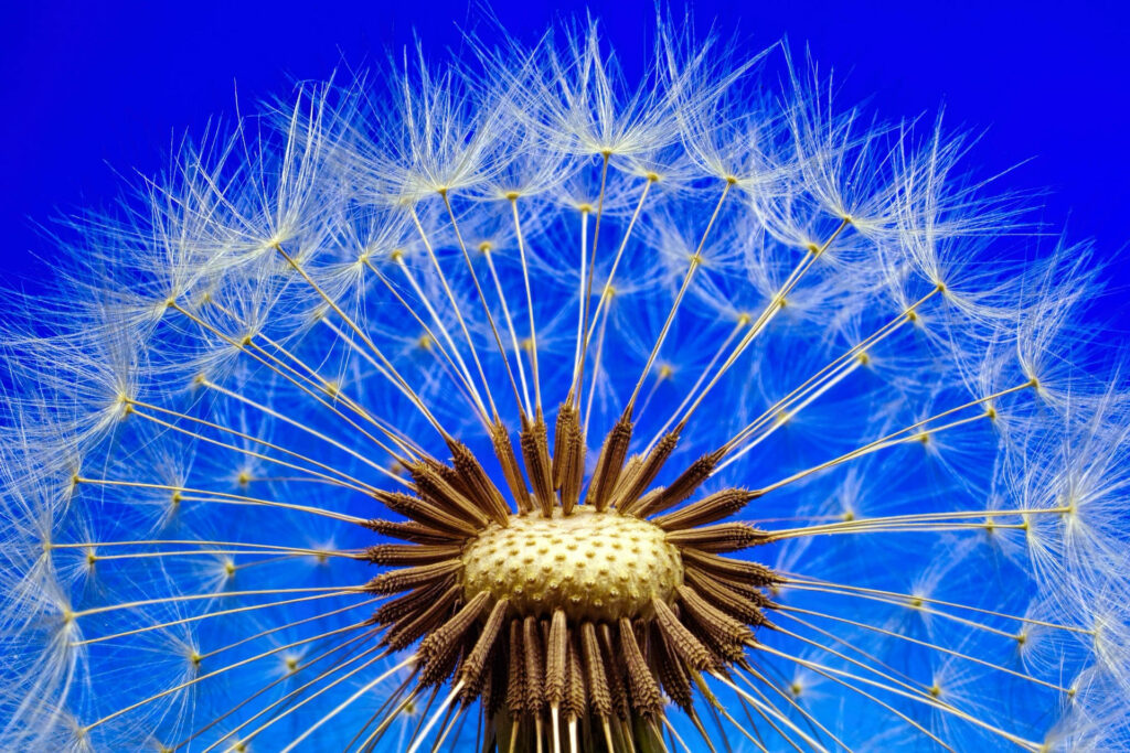 Dandelion: A Captivating Macro View amidst the Dreamy Blue Sky Wallpaper