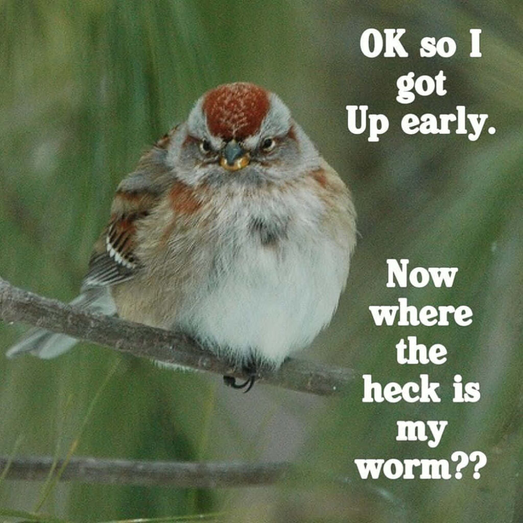 Grumpy Bird Wallpaper: Fluffy Fun in a Nature Setting