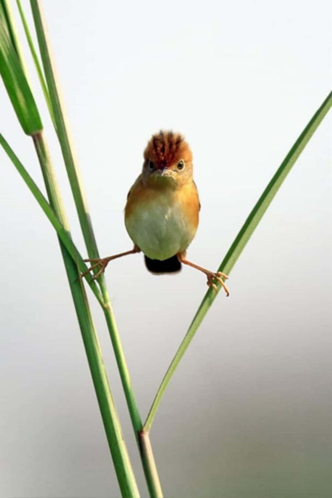 Whimsical Bird Split Pose Wallpaper: Charming Nature Scene