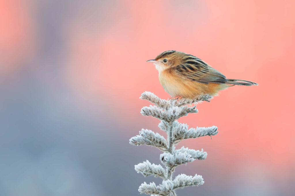 Charming Bird on Frosted Branch - Serene Nature Wallpaper