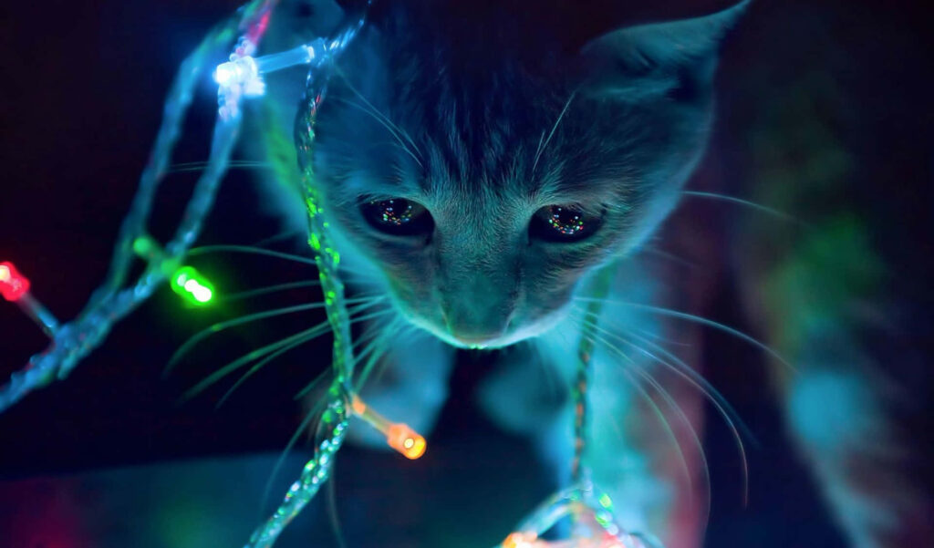 Playful Cat Tangles in Colorful Christmas Lights - Festive Scene Wallpaper