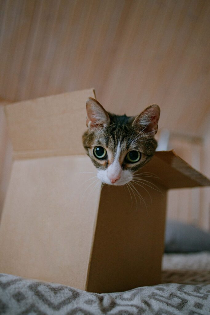 Whimsical Cat Peeking from Cardboard Box - Charming Wallpaper