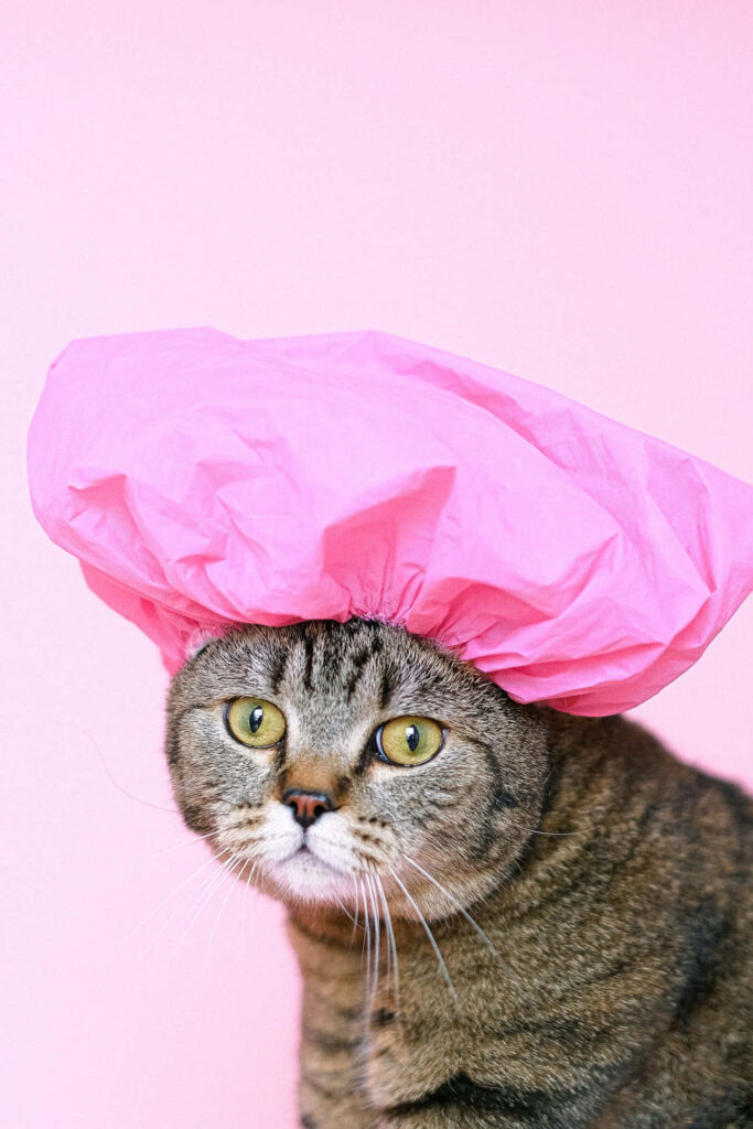 Whimsical Pink Cat Wallpaper: Cute Cat with Shower Cap Background