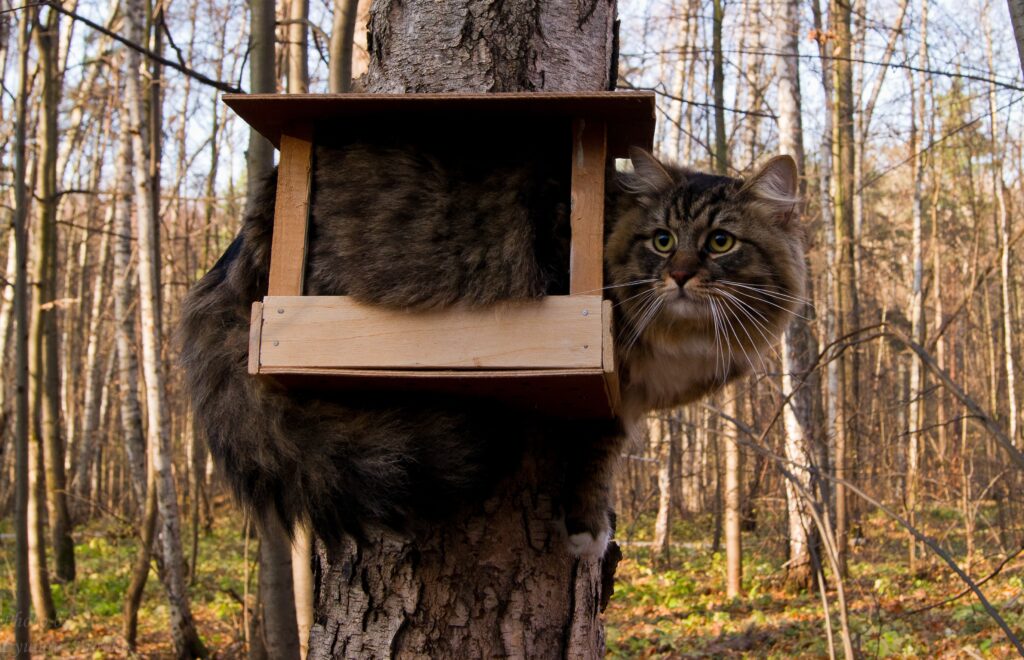 Whimsical Cat Squeezes into Birdhouse in Serene Forest Wallpaper