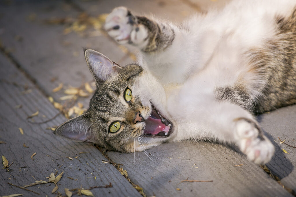 Whimsical Cat Wallpaper: Playful Feline on Its Back for Fun Background