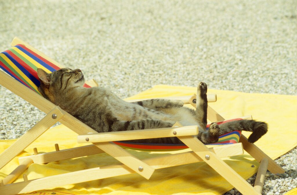 Whimsical Cat in Beach Chair Wallpaper - Sunny Relaxation Vibe