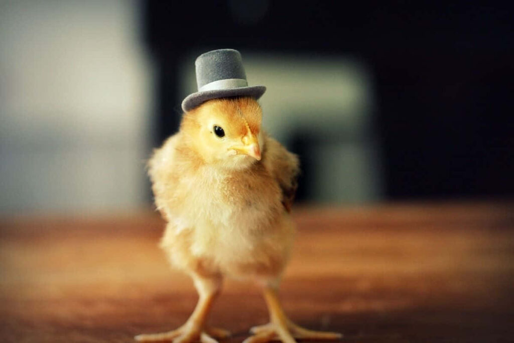 Charming Chick in Top Hat Wallpaper – Whimsical Background Delight