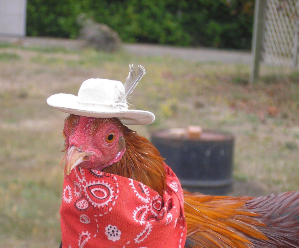 Whimsical Chicken Wallpaper: Playful Cowboy Charm Background