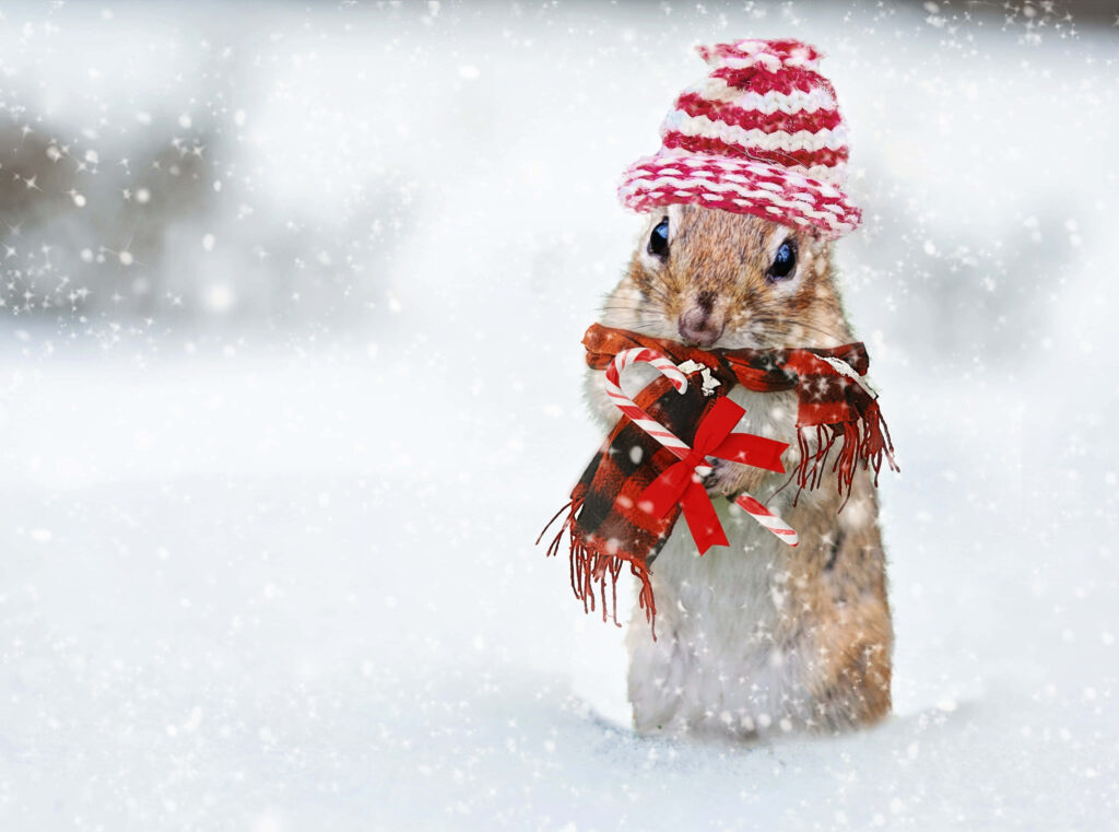 Festive Chipmunk in Winter Gear with Gift - Whimsical Christmas Wallpaper