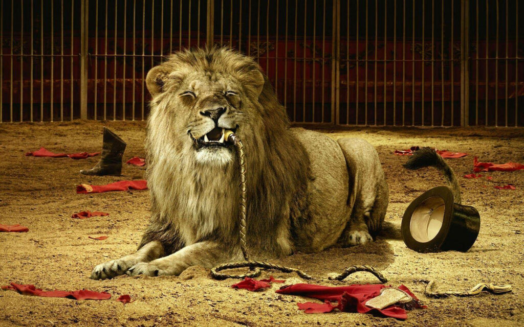 Whimsical Circus Lion Wallpaper with Playful Props and Red Fabric