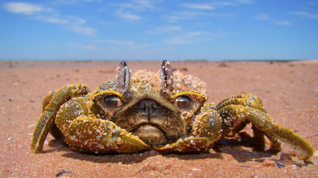 Whimsical wallpaper with crab body and pug face on sandy beach vibrant textures and blue sky