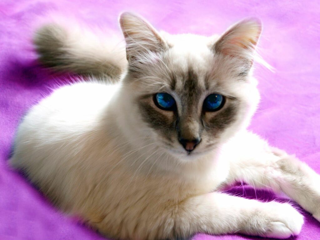 Charming Cross-Eyed Cat with Blue Eyes on Vibrant Purple Background Wallpaper