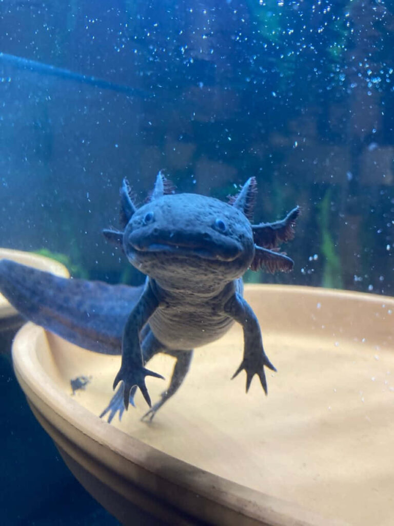 Charming Blue Axolotl Wallpaper: Whimsical Aquatic Background