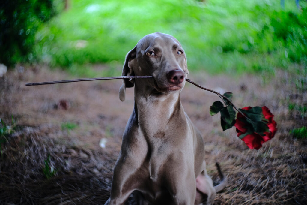 Whimsical Dog Wallpaper: Funny Pose with Rose on Vibrant Green Background
