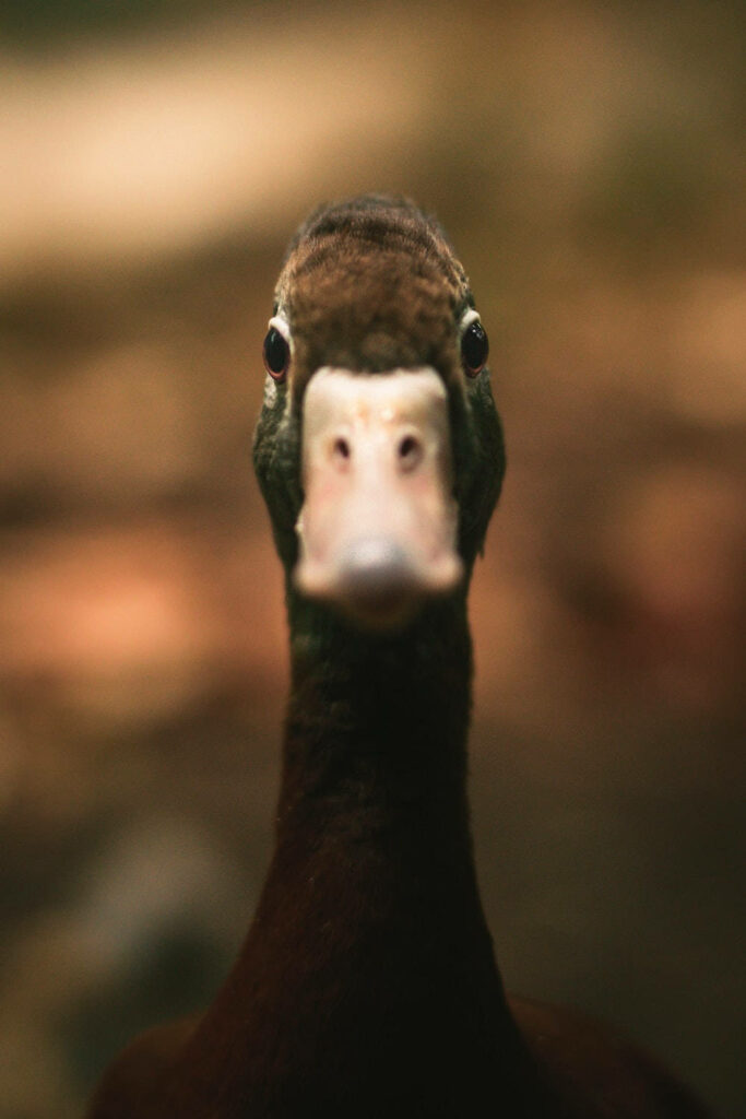 Whimsical Duck Close-Up with Tilt-Shift Blur - Artistic Wallpaper