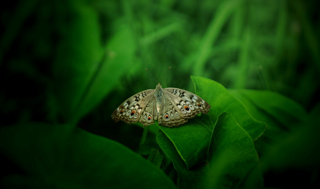 Tranquil Beauty: Captivating Aesthetic Butterfly in a Lush Leafy Surrounding Wallpaper