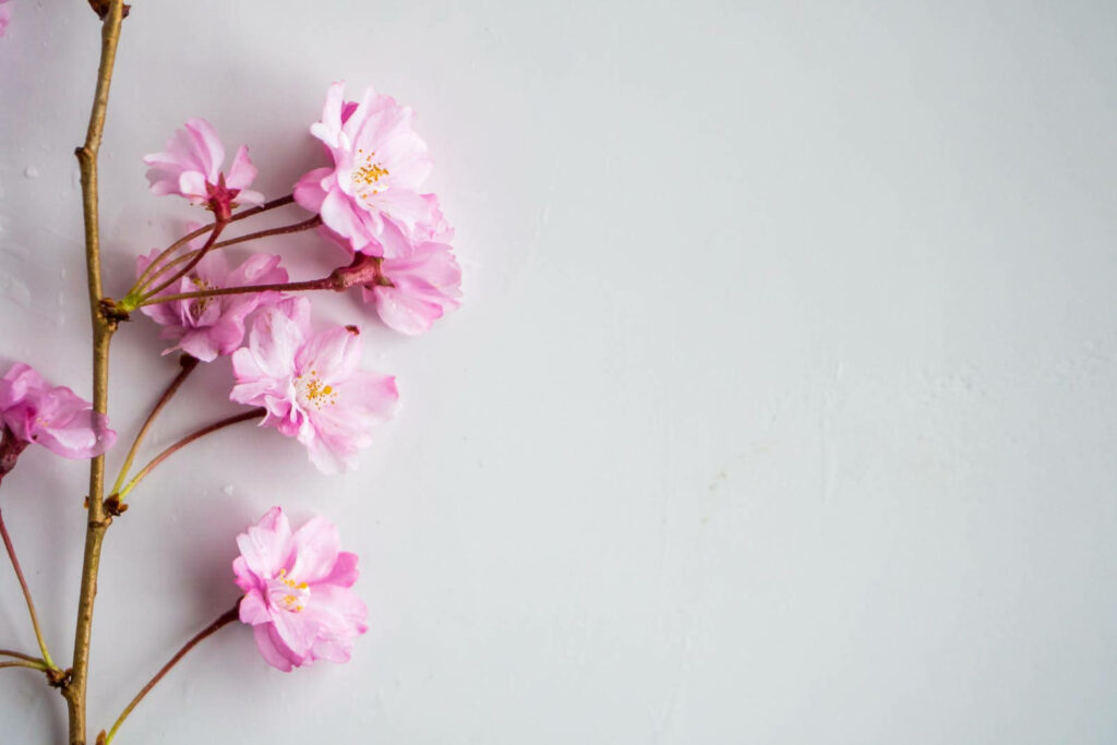 Serene Beauty: Capturing the Elegance of a Pastel Pink Cherry Blossom in a Dreamy Photo Wallpaper