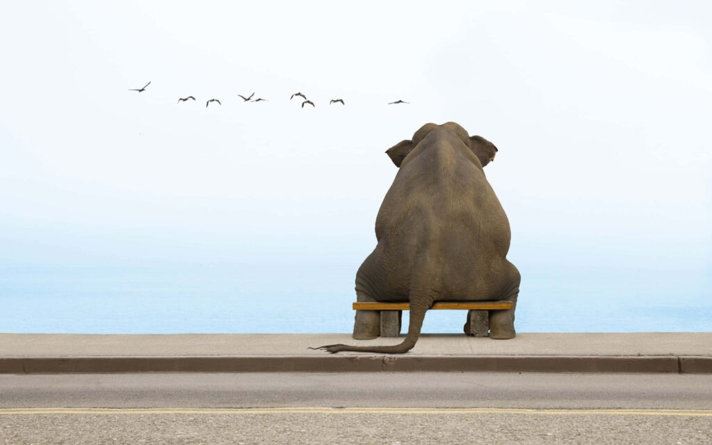 Whimsical Elephant Wallpaper: Dreamy Scene of Birdwatching Bliss