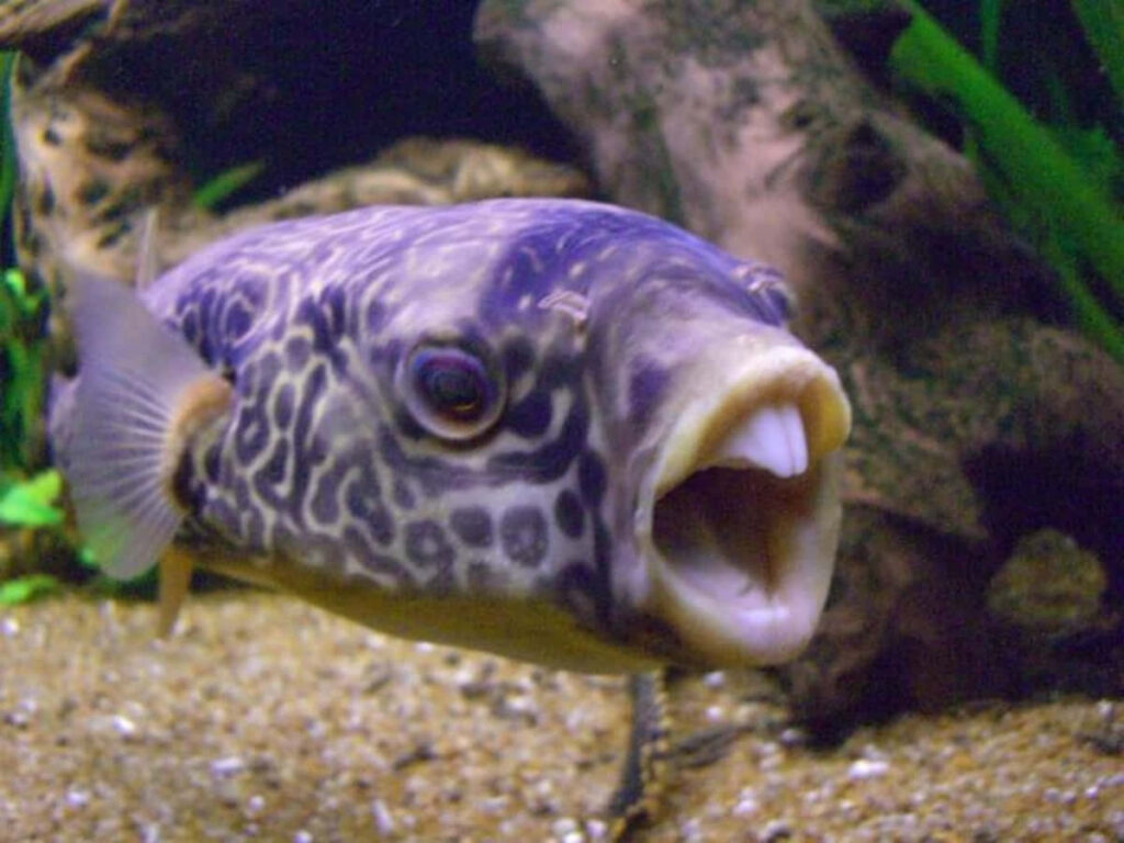 Whimsical Fish Wallpaper: Humorous Bucktoothed Close-Up Image