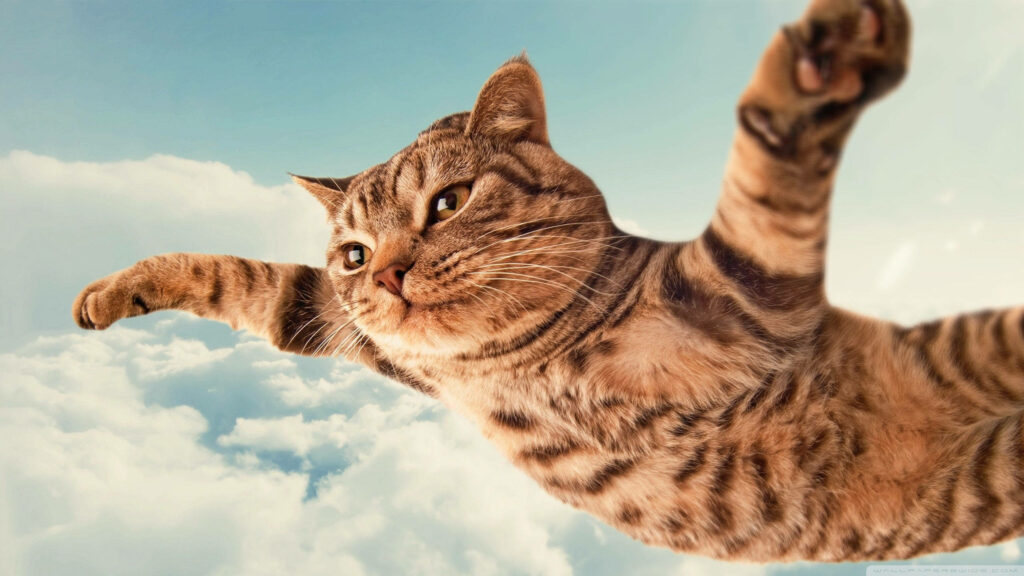 Whimsical Flying Cat Wallpaper for Cat Lovers - Joyful Adventure