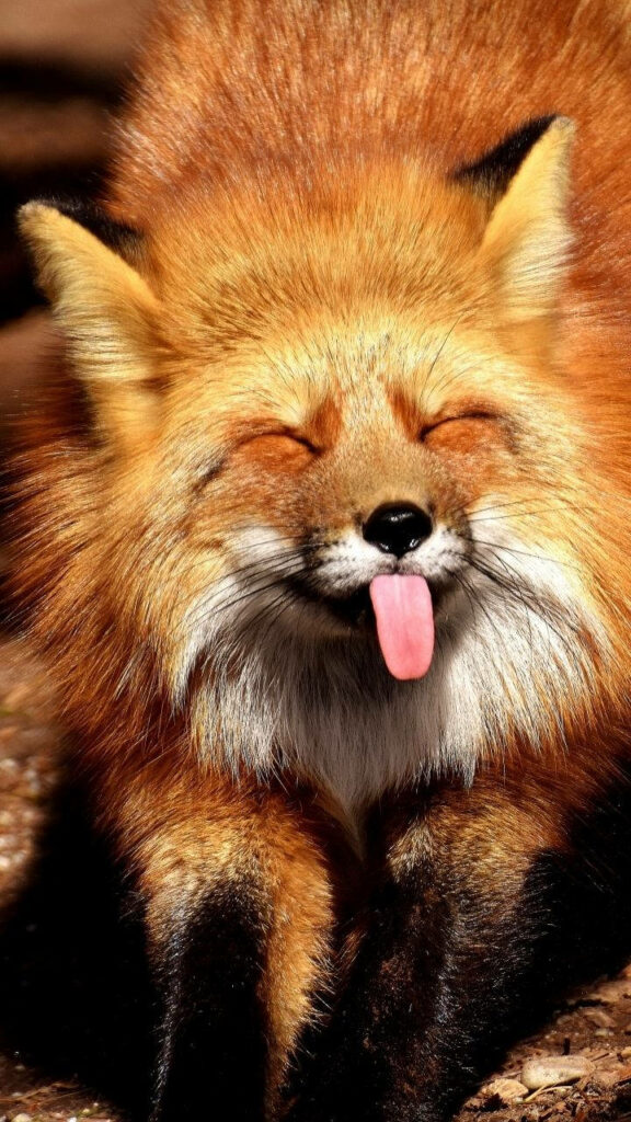 Cheerful Fox Wallpaper: Playful & Whimsical Nature Scene