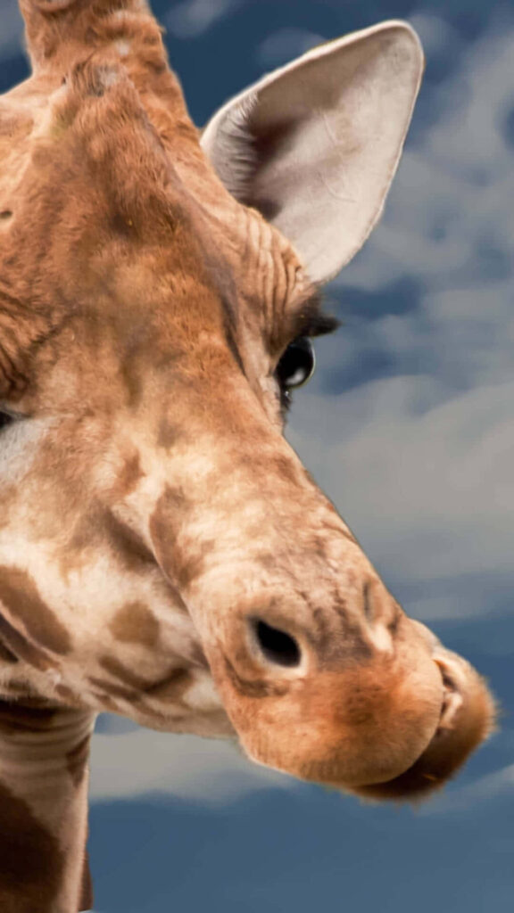 Whimsical Giraffe Close-Up: Playful Curiosity Against Blue Sky Wallpaper